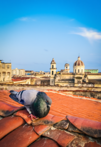 vendo jaulka como nueva