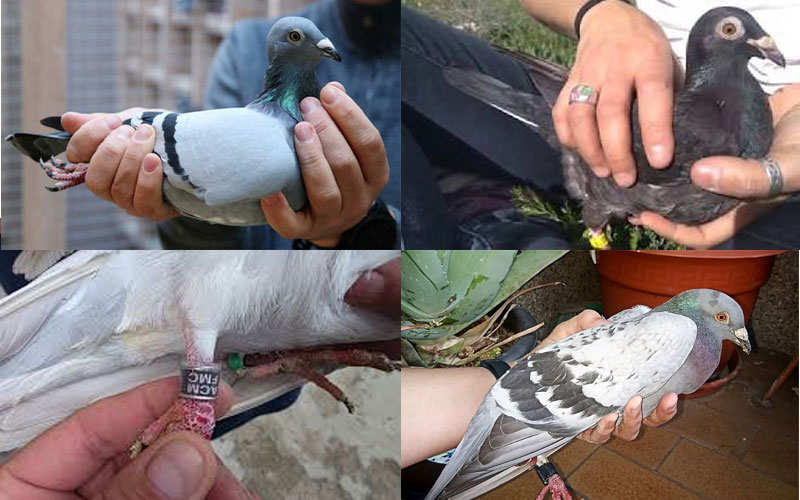 Palomas encontradas